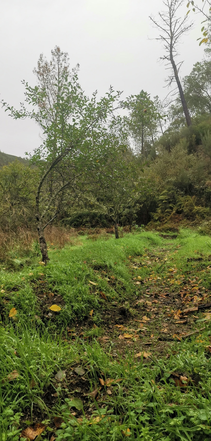 Swale to capture the water running off the hill | ReWild! Nature restore project Swale to capture the water running off the hill | ReWild! Nature restore project